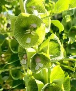 Bells of Ireland Seeds - 50 Moluccella Laevis Ornamental Garden Plant Seeds - Image 3