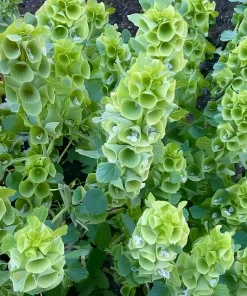 Bells of Ireland Seeds - 50 Moluccella Laevis Ornamental Garden Plant Seeds - Image 4