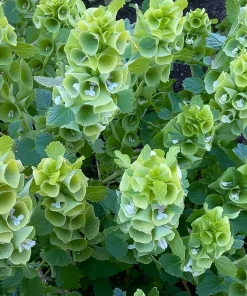Bells of Ireland Seeds - 50 Moluccella Laevis Ornamental Garden Plant Seeds - Image 5