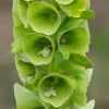 Bells of Ireland Seeds - 50 Moluccella Laevis Ornamental Garden Plant Seeds - Image 1