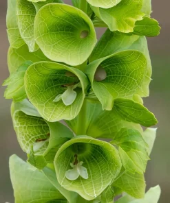 Bells of Ireland Seeds - 50 Moluccella Laevis Ornamental Garden Plant Seeds - Image 1