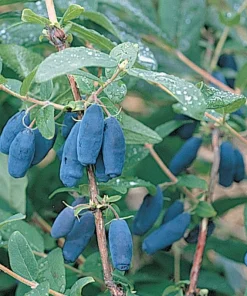 Berry Blue Honeyberry Live Plant - 1 Gallon Pot - Outdoor Edible Shrub - Image 2
