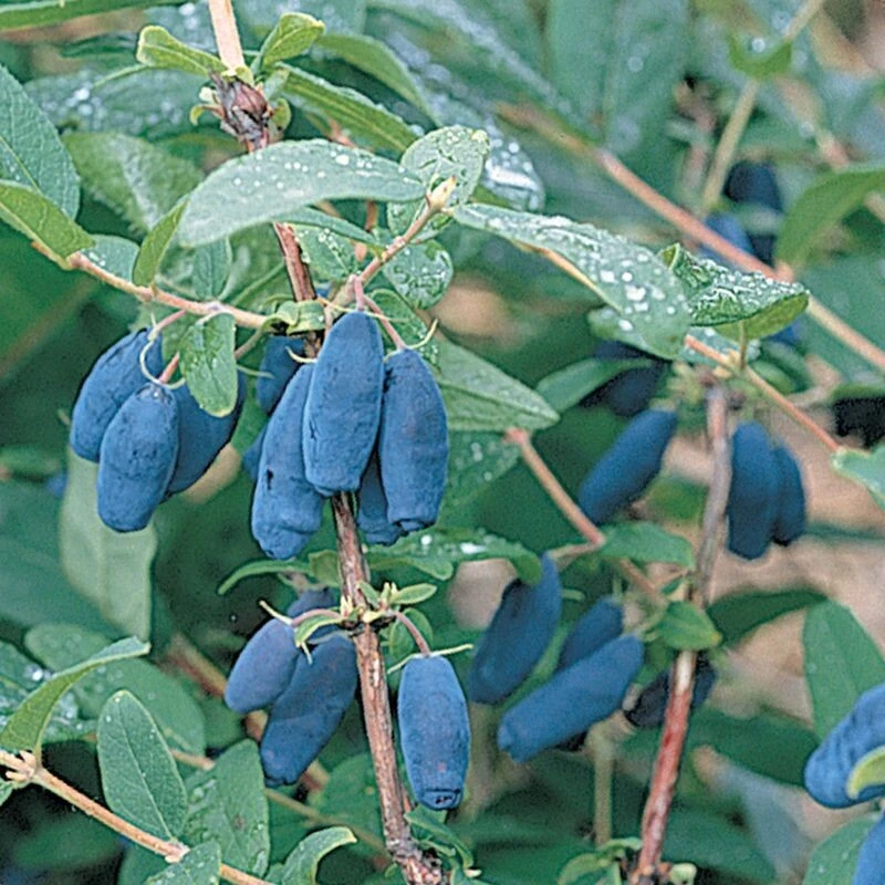 Berry Blue Honeyberry Live Plant - 1 Gallon Pot - Outdoor Edible Shrub - Image 2
