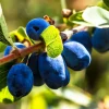 Berry Blue Honeyberry Live Plant - 1 Gallon Pot - Outdoor Edible Shrub - Image 1
