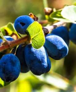 Berry Blue Honeyberry Live Plant - 1 Gallon Pot - Outdoor Edible Shrub - Image 1