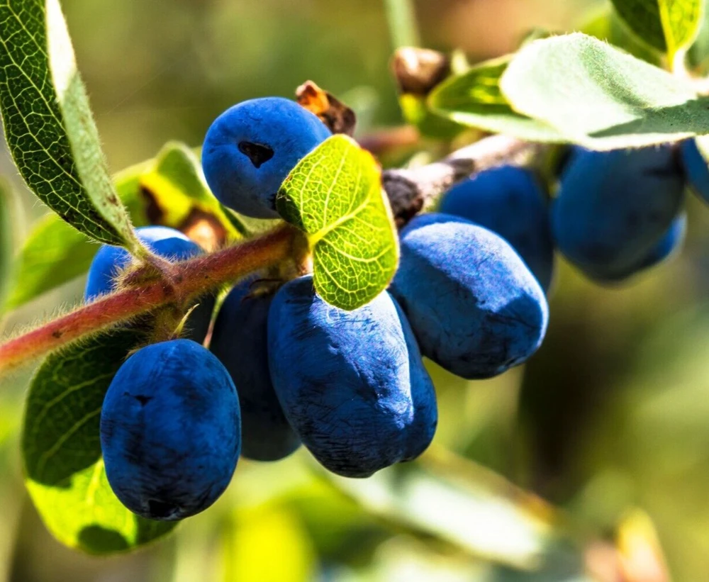 Berry Blue Honeyberry Live Plant - 1 Gallon Pot - Outdoor Edible Shrub - Image 1