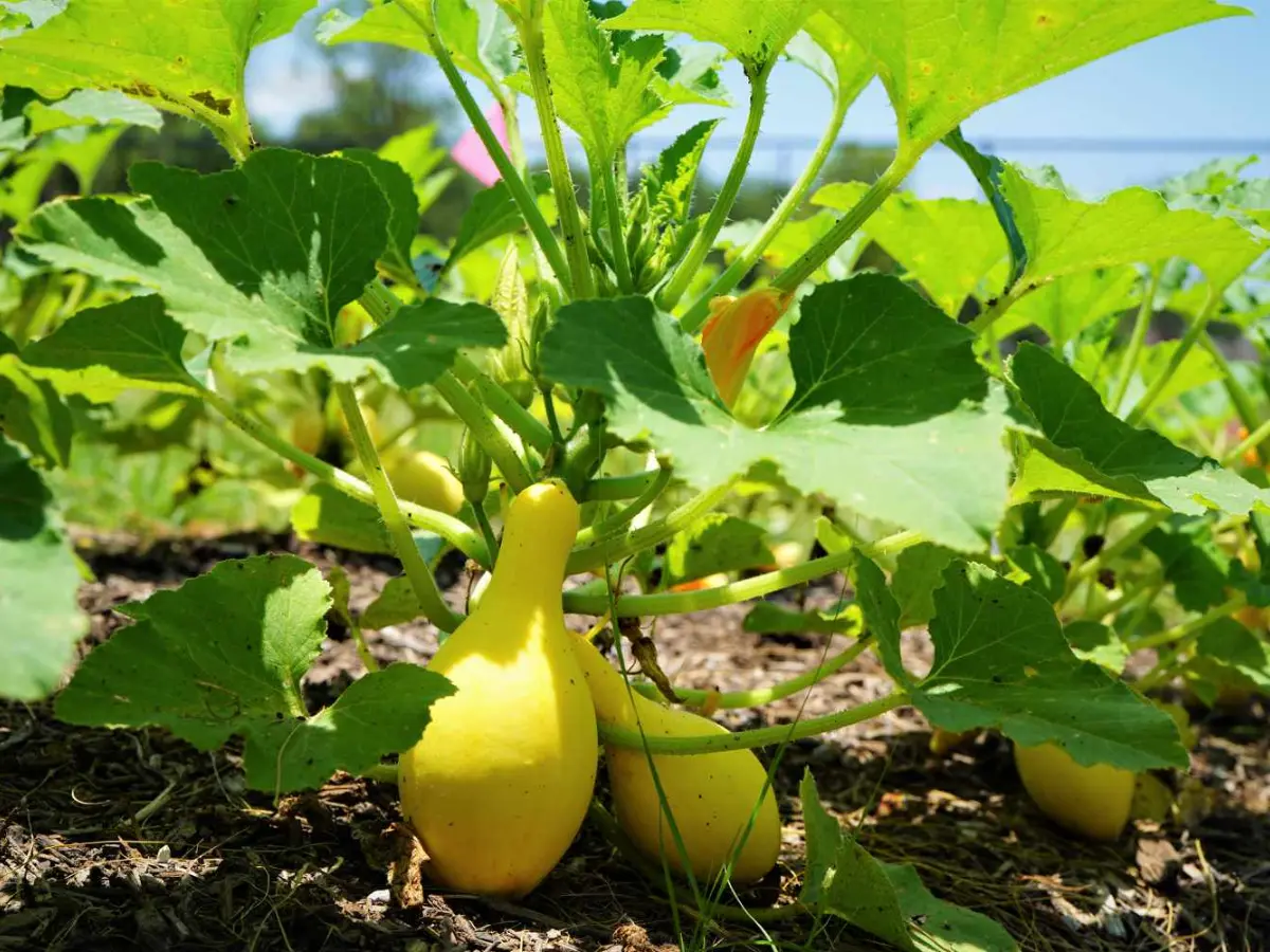 best time to plant squash