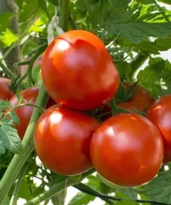 Better Boy Tomato Live Plants - Set of 2, 4-6 Inch Tall Live Seedlings - Image 2