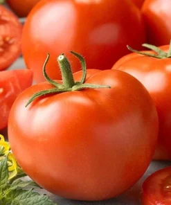 Better Boy Tomato Live Plants - Set of 2, 4-6 Inch Tall Live Seedlings - Image 3