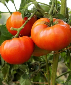 Better Boy Tomato Live Plants - Set of 2, 4-6 Inch Tall Live Seedlings - Image 4
