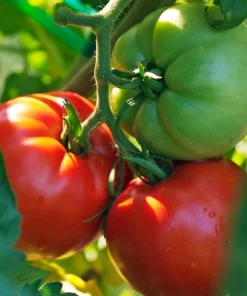 Better Boy Tomato Live Plants - Set of 2, 4-6 Inch Tall Live Seedlings - Image 5