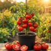 Better Boy Tomato Live Plants - Set of 2, 4-6 Inch Tall Live Seedlings - Image 1
