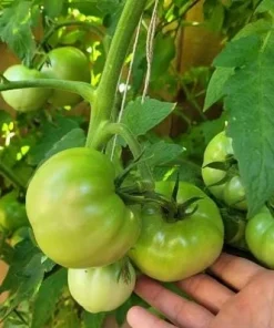 Better Boy Tomato Live Plants - Set of 2, 4-6 Inch Tall Live Seedlings - Image 6