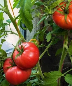 Better Boy Tomato Live Plants - Set of 2, 4-6 Inch Tall Live Seedlings - Image 7