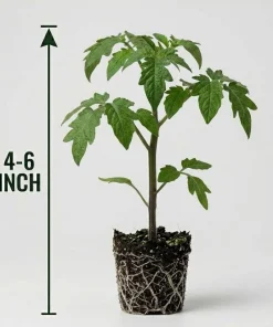 Better Boy Tomato Live Plants - Set of 2, 4-6 Inch Tall Live Seedlings - Image 8