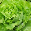 Bibb Lettuce Seeds - 2000 Butterhead Vegetable Seeds for Home Gardens - Image 1