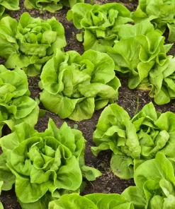 Bibb Lettuce Seeds - 2000 Butterhead Vegetable Seeds for Home Gardens - Image 3