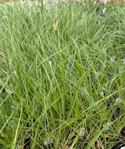 Bicknell's Sedge Live Plant - Carex bicknellii - 3.5 Inch Pot - Native Grass - Image 1
