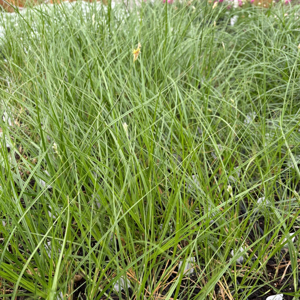 Bicknell's Sedge Live Plant - Carex bicknellii - 3.5 Inch Pot - Native Grass - Image 1
