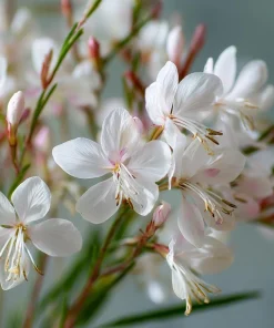Biennial Gaura Seeds – 25 Seeds – White & Pink Butterfly Flowers – Outdoor - Image 2