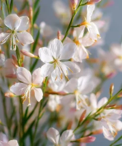 Biennial Gaura Seeds – 25 Seeds – White & Pink Butterfly Flowers – Outdoor - Image 3