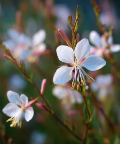 Biennial Gaura Seeds – 25 Seeds – White & Pink Butterfly Flowers – Outdoor - Image 4