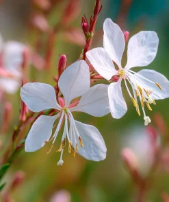 Biennial Gaura Seeds – 25 Seeds – White & Pink Butterfly Flowers – Outdoor - Image 5