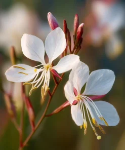 Biennial Gaura Seeds – 25 Seeds – White & Pink Butterfly Flowers – Outdoor - Image 6