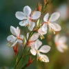Biennial Gaura Seeds – 25 Seeds – White & Pink Butterfly Flowers – Outdoor - Image 1