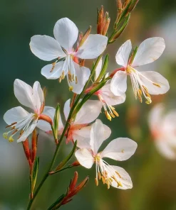 Biennial Gaura Seeds – 25 Seeds – White & Pink Butterfly Flowers – Outdoor - Image 1