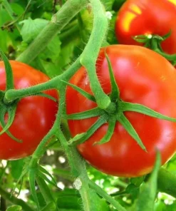 Big Boy Tomato Live Plants - Set of 2, 4-6 Inch Tall Seedlings for Garden - Image 3