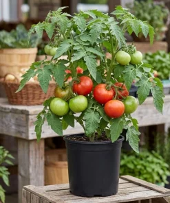 Big Boy Tomato Live Plants - Set of 2, 4-6 Inch Tall Seedlings for Garden - Image 4