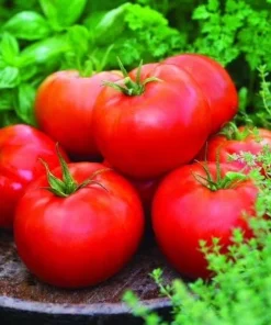 Big Boy Tomato Live Plants - Set of 2, 4-6 Inch Tall Seedlings for Garden - Image 6