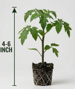 Big Boy Tomato Live Plants - Set of 2, 4-6 Inch Tall Seedlings for Garden - Image 7