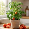 Big Boy Tomato Live Plants - Set of 2, 4-6 Inch Tall Seedlings for Garden - Image 1