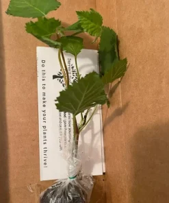 Big Daddy Thornless Blackberry Plant – Live Berry Bush Starter 4-6 Inch – Outdoor Fruit - Image 2