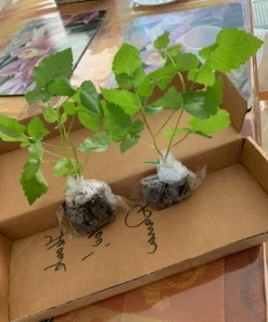 Big Daddy Thornless Blackberry Plant – Live Berry Bush Starter 4-6 Inch – Outdoor Fruit - Image 3