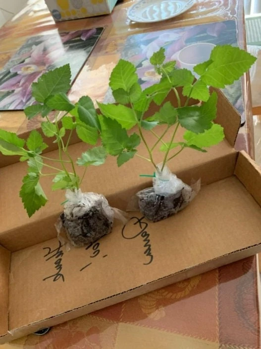 Big Daddy Thornless Blackberry Plant – Live Berry Bush Starter 4-6 Inch – Outdoor Fruit - Image 3