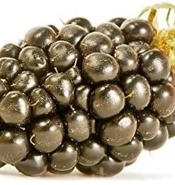 Big Daddy Thornless Blackberry Plant – Live Berry Bush Starter 4-6 Inch – Outdoor Fruit - Image 5