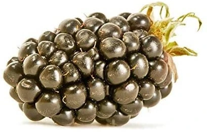 Big Daddy Thornless Blackberry Plant – Live Berry Bush Starter 4-6 Inch – Outdoor Fruit - Image 5