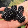 Big Daddy Thornless Blackberry Plant – Live Berry Bush Starter 4-6 Inch – Outdoor Fruit - Image 1