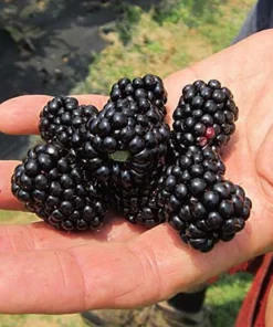 Big Daddy Thornless Blackberry Plant – Live Berry Bush Starter 4-6 Inch – Outdoor Fruit - Image 1