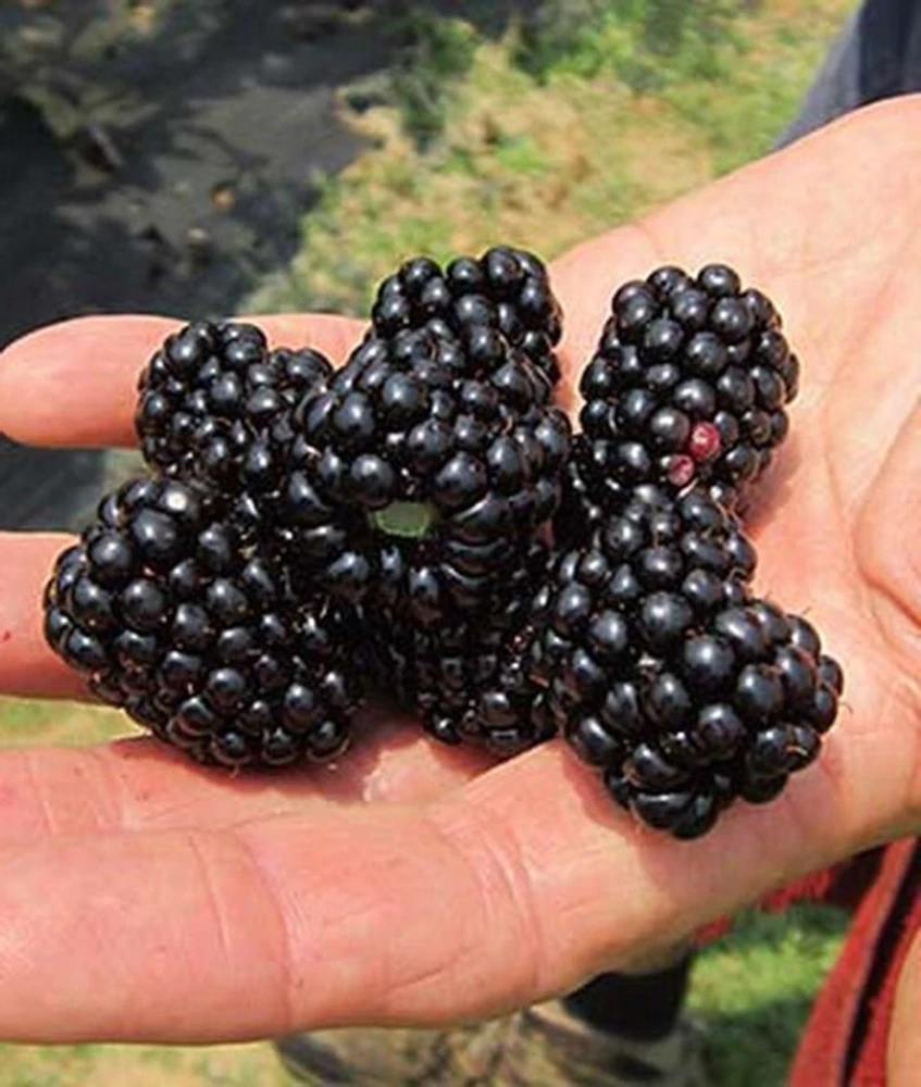 Big Daddy Thornless Blackberry Plant – Live Berry Bush Starter 4-6 Inch – Outdoor Fruit - Image 1