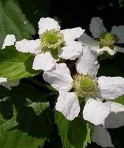 Big Daddy Thornless Blackberry Plant – Live Berry Bush Starter 4-6 Inch – Outdoor Fruit - Image 6