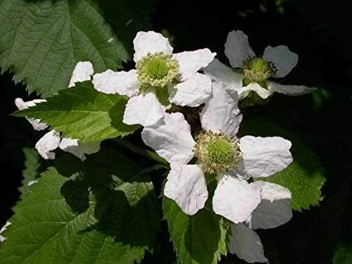 Big Daddy Thornless Blackberry Plant – Live Berry Bush Starter 4-6 Inch – Outdoor Fruit - Image 6