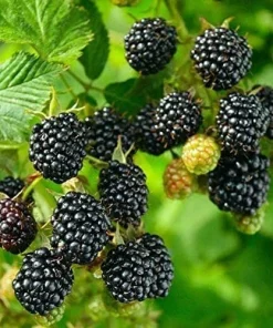 Big Daddy Thornless Blackberry Plant – Live Berry Bush Starter 4-6 Inch – Outdoor Fruit - Image 7