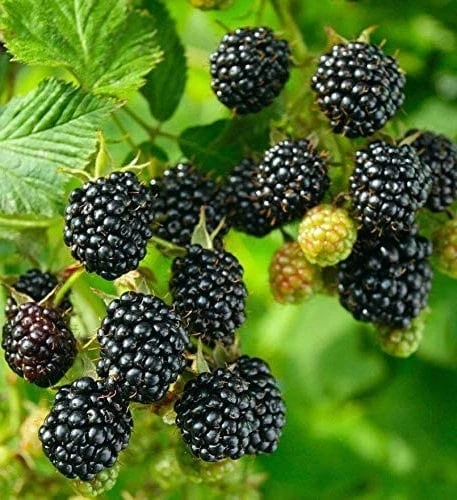 Big Daddy Thornless Blackberry Plant – Live Berry Bush Starter 4-6 Inch – Outdoor Fruit - Image 7
