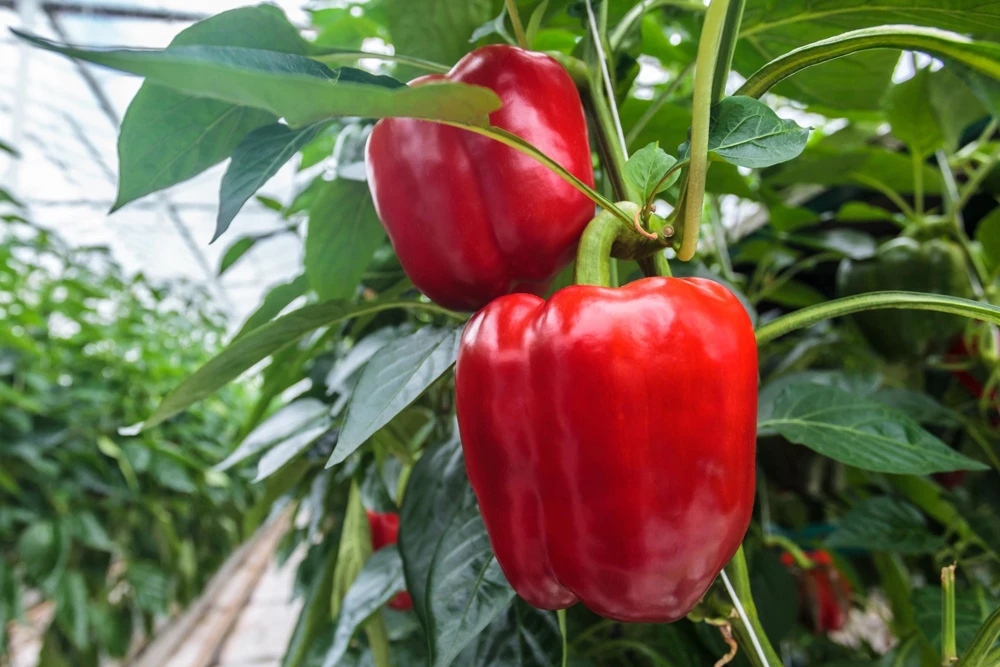 Big Red Bell Pepper Seeds - Sweet Capsicum Annuum Vegetable Seeds - 150 Count - Image 2