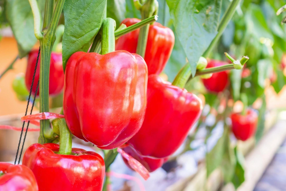 Big Red Bell Pepper Seeds - Sweet Capsicum Annuum Vegetable Seeds - 150 Count - Image 3