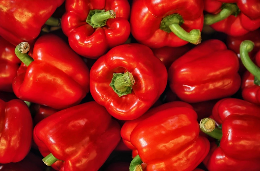 Big Red Bell Pepper Seeds - Sweet Capsicum Annuum Vegetable Seeds - 150 Count - Image 6